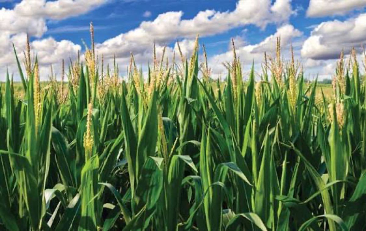 Corn