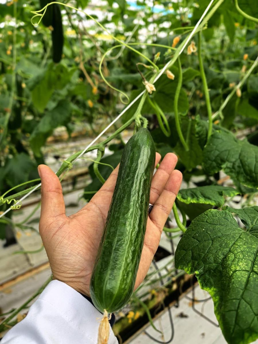 Cucumbers 1