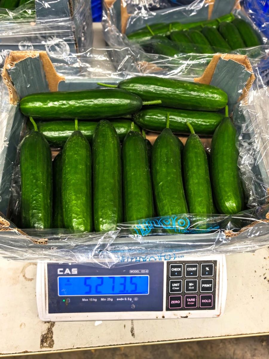 Cucumbers 2