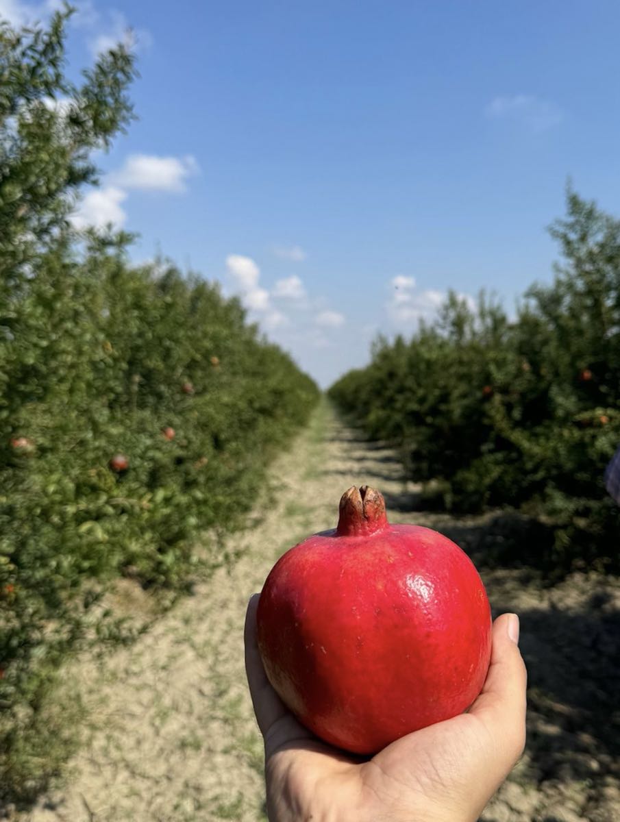 Pomegranates 3