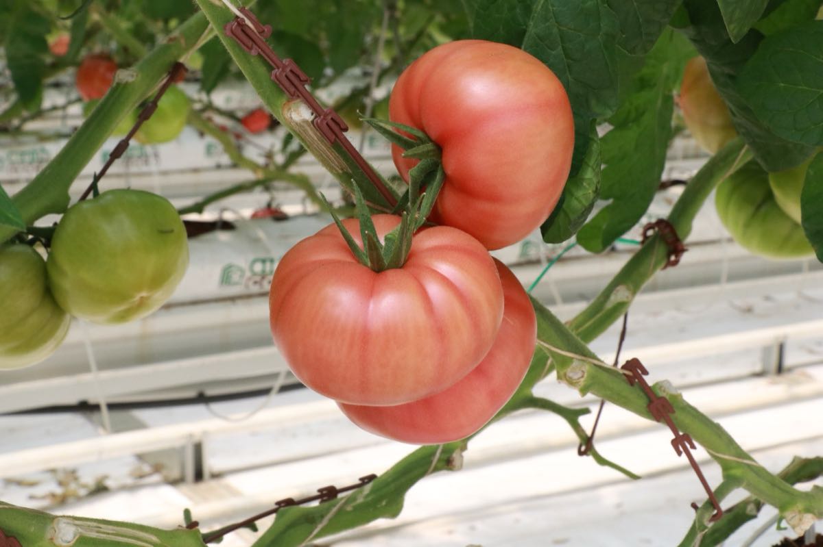 Beefsteak Tomatoes 1