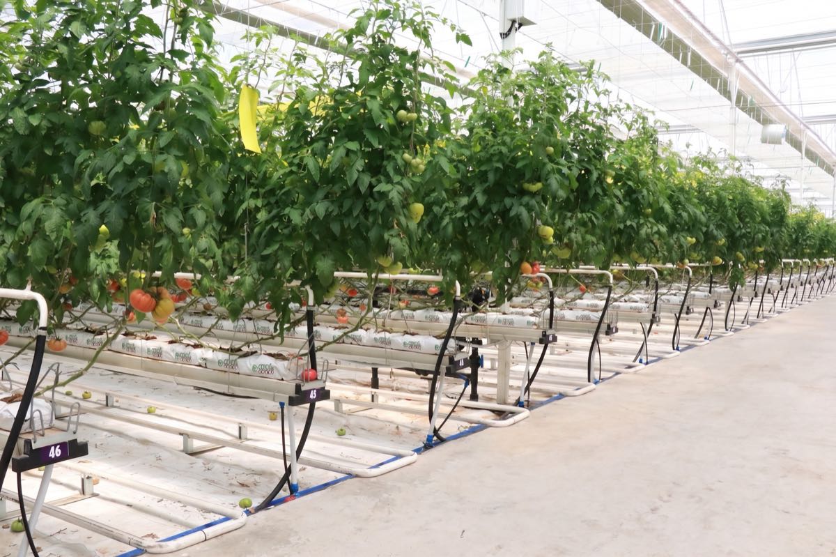 Beefsteak Tomatoes 4